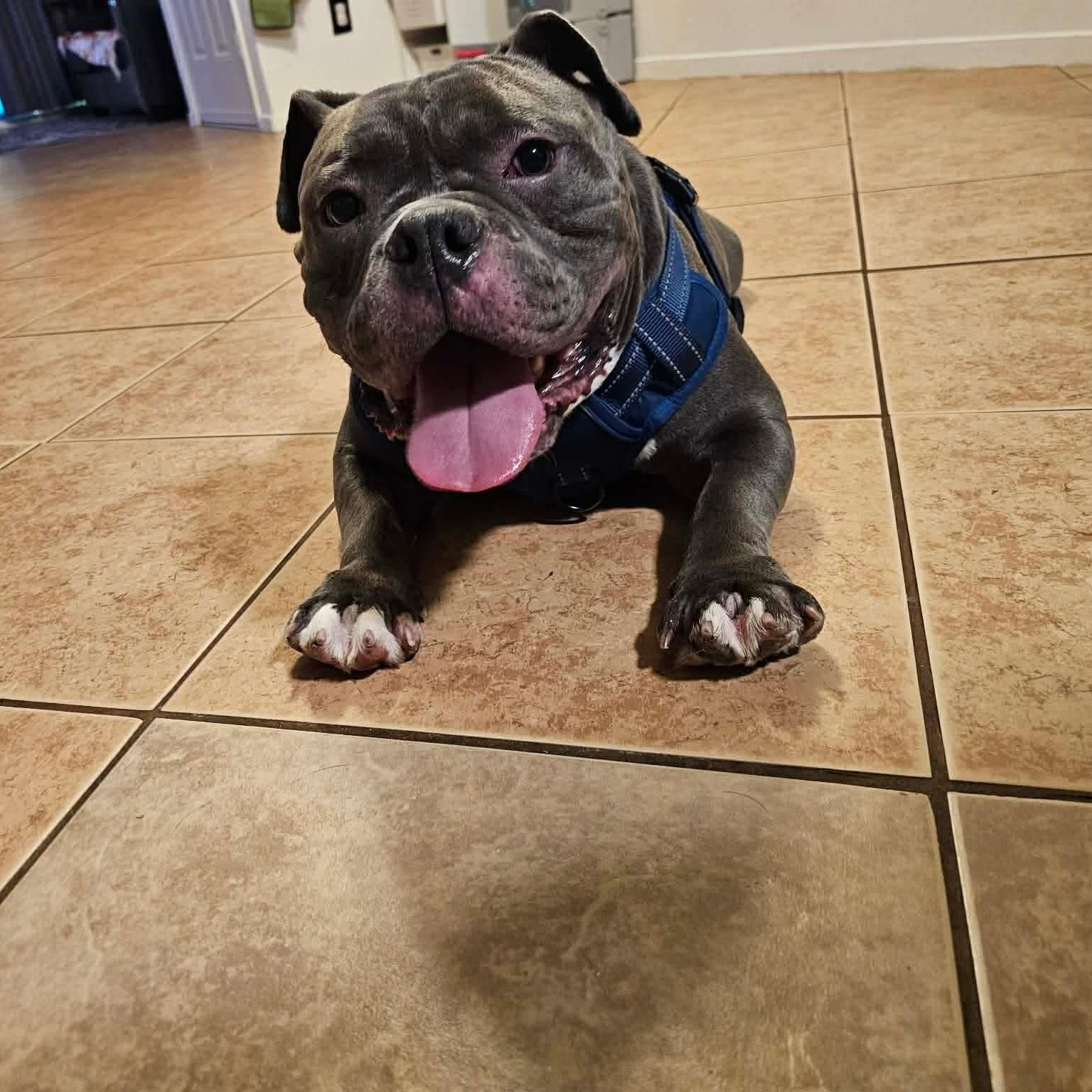 Moto, an adopted mixed breed in Las Vegas, NV image 1/5