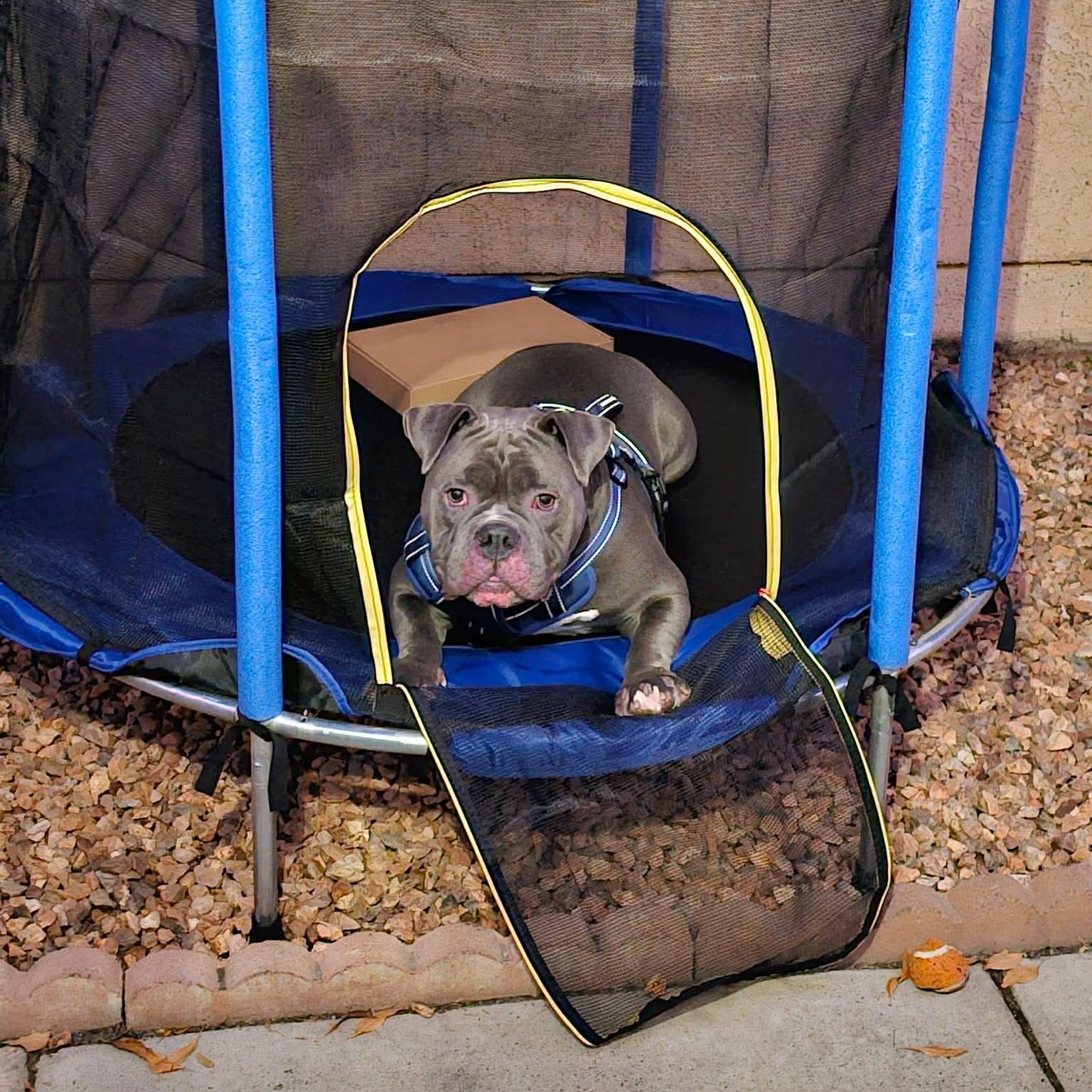 Moto, an adopted mixed breed in Las Vegas, NV image 5/5
