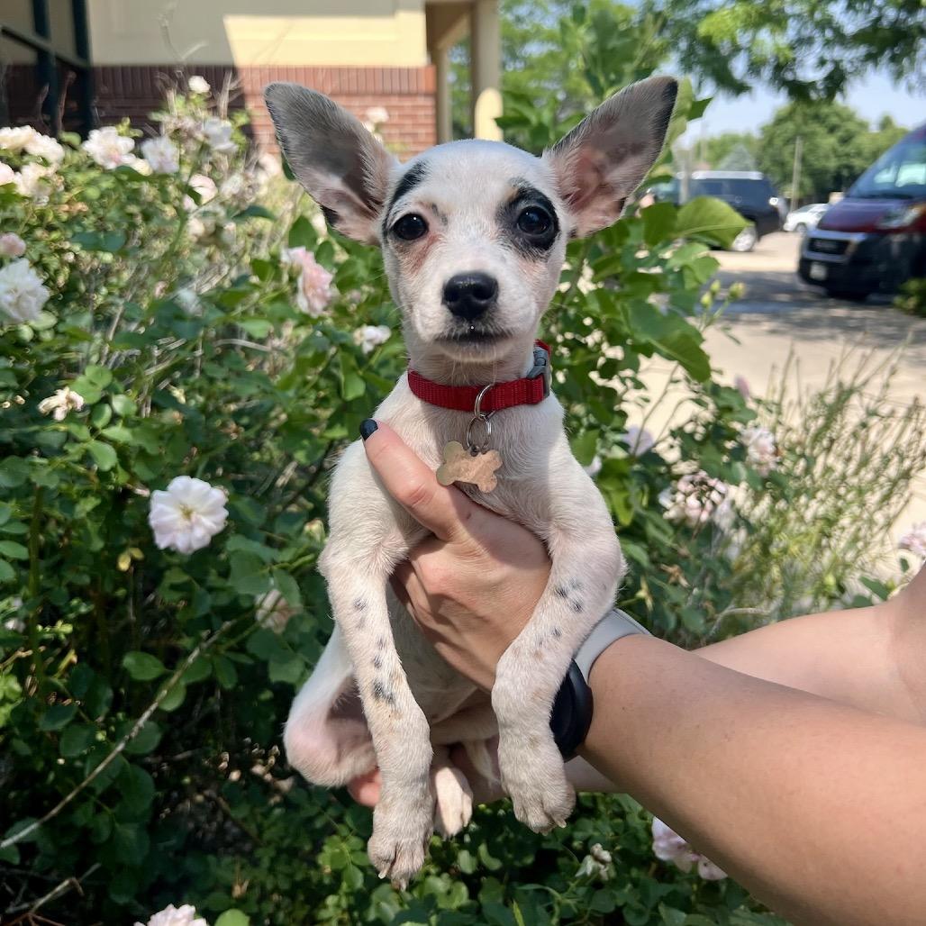 Enlarge Cowrie, a Adoptable mixed breed in Fort Collins, CO image 1/2