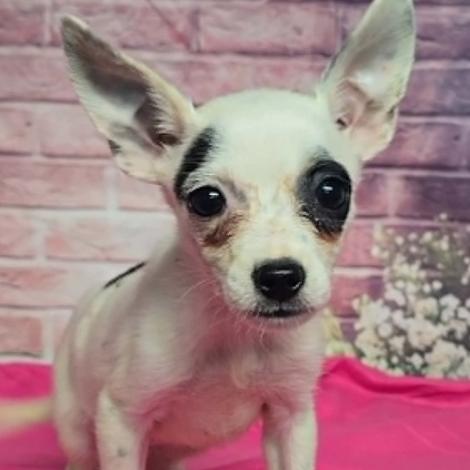 Enlarge Cowrie, a Adoptable mixed breed in Fort Collins, CO image 2/2