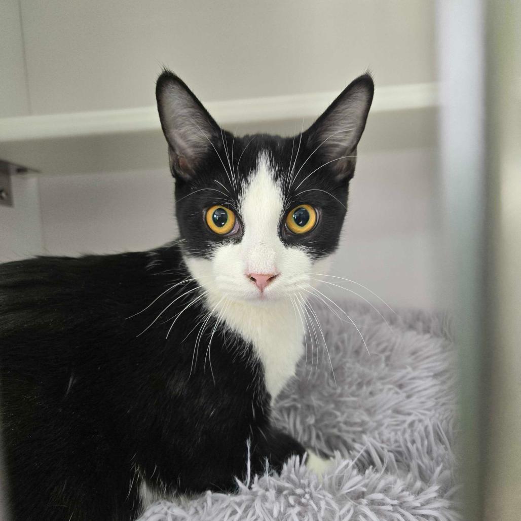 Copper — thumbnail 2