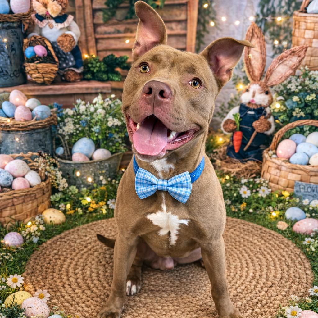 Taz, Adoptable, Young Male Mixed Breed.