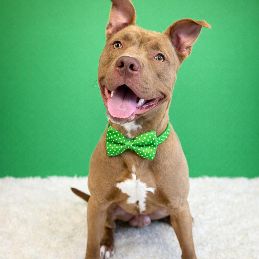 Enlarge Taz, a Adoptable mixed breed in Binghamton, NY image 2/5