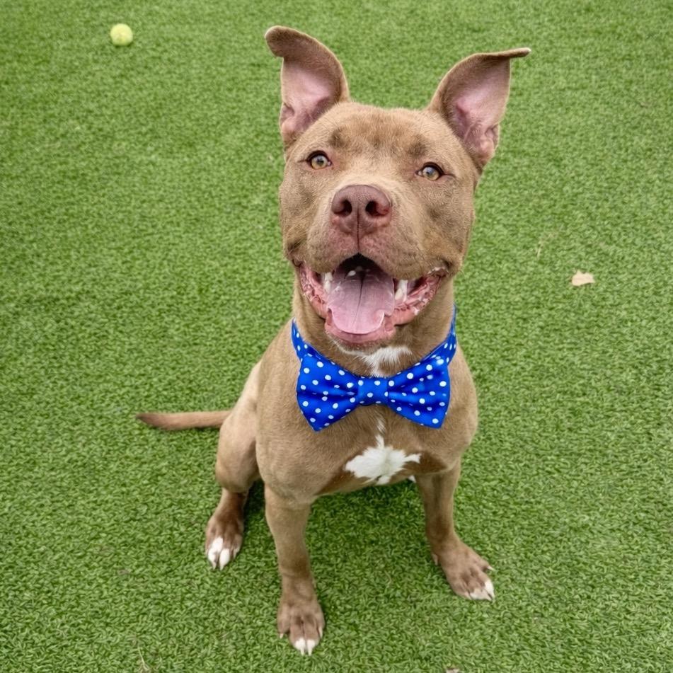 Enlarge Taz, a Adoptable mixed breed in Binghamton, NY image 3/5