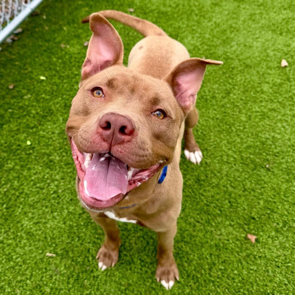 Enlarge Taz, a Adoptable mixed breed in Binghamton, NY image 4/5