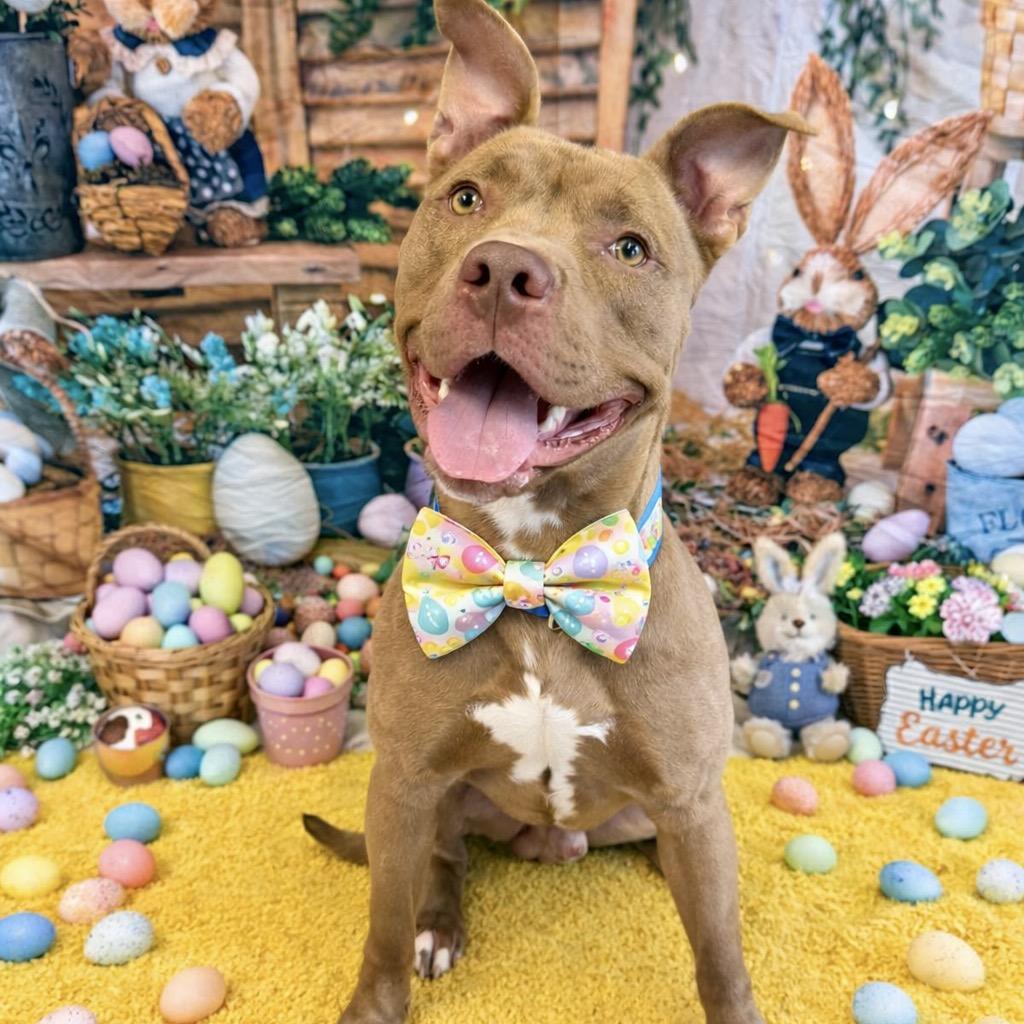 Enlarge Taz, a Adoptable mixed breed in Binghamton, NY image 5/5