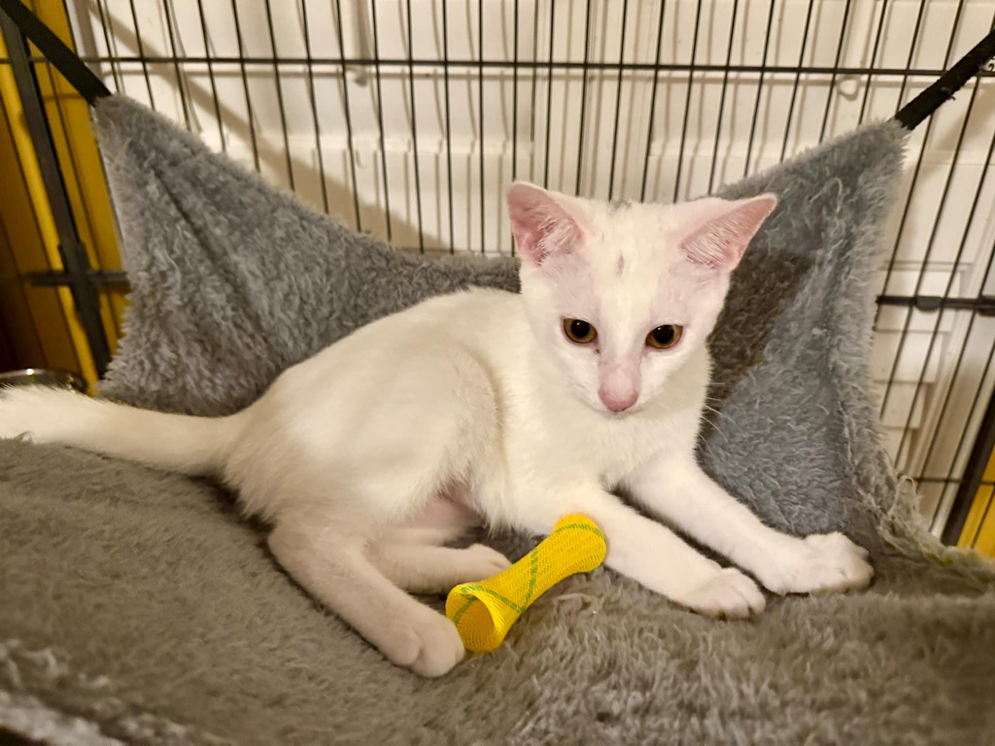 Lumen, a Adopted Domestic Short Hair in Jackson, GA image 3/3