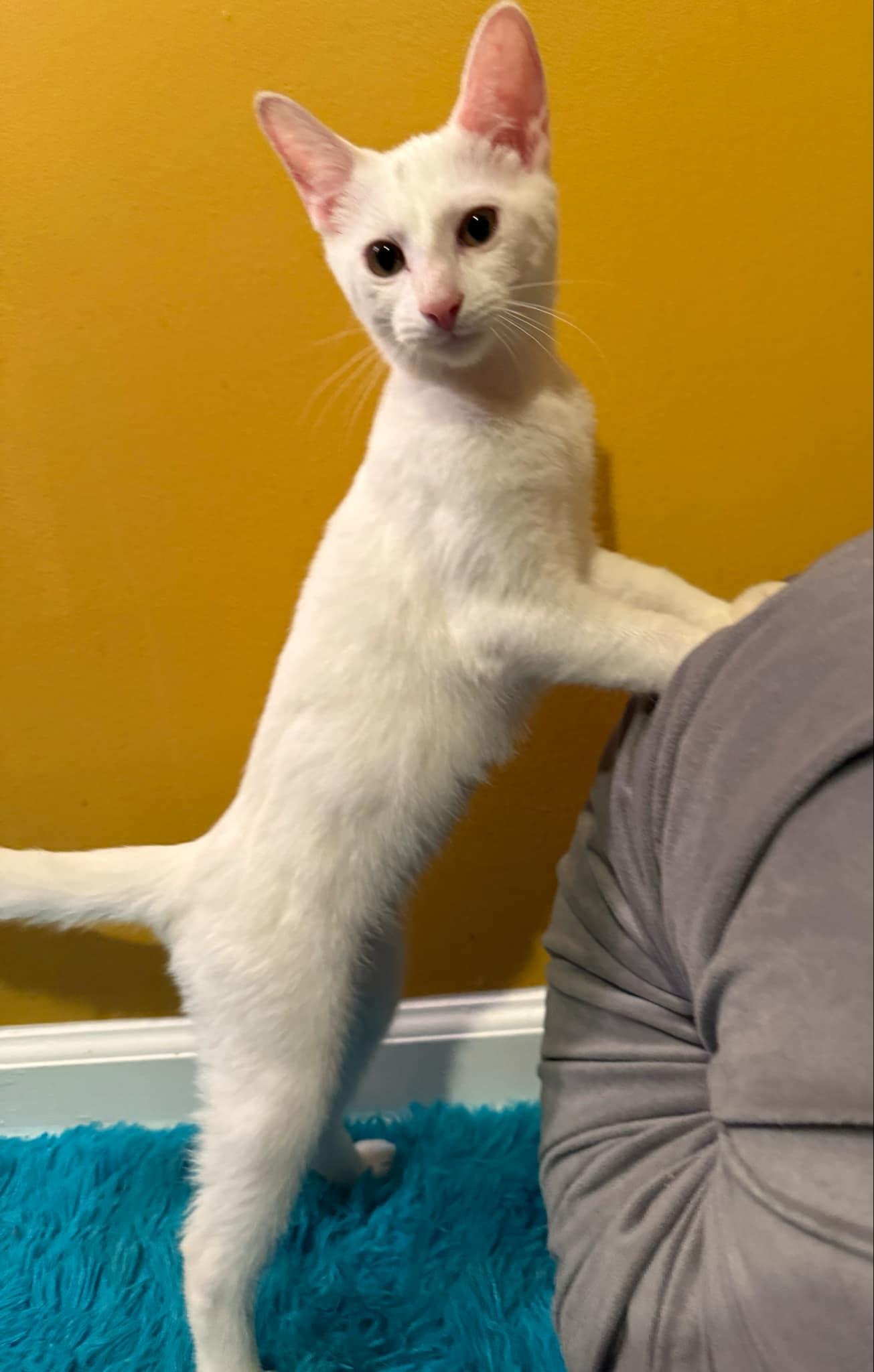 Lumen, a Adopted Domestic Short Hair in Jackson, GA image 2/3