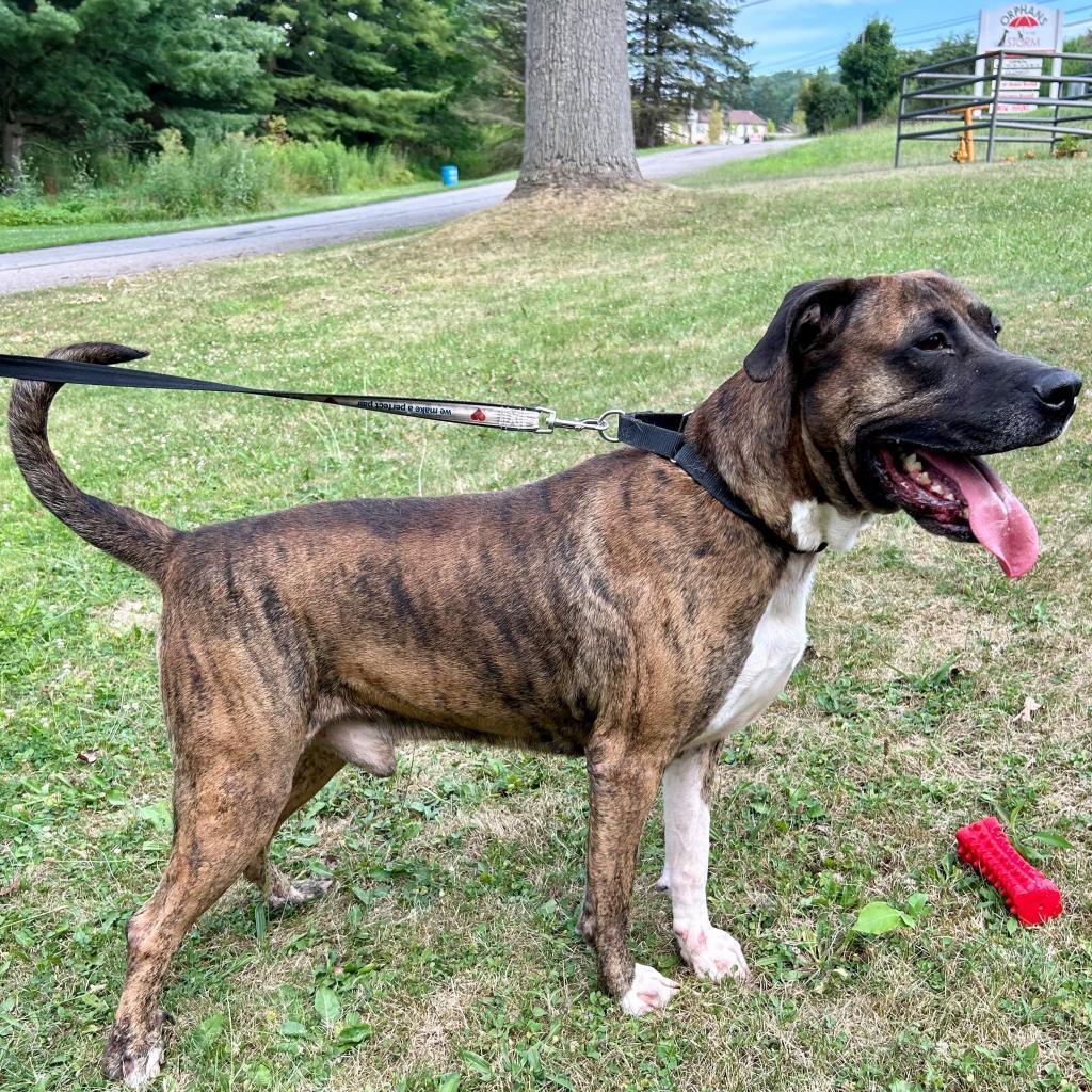 Enlarge Conner, a Adoptable American Bulldog in Kittanning, PA image 1/4