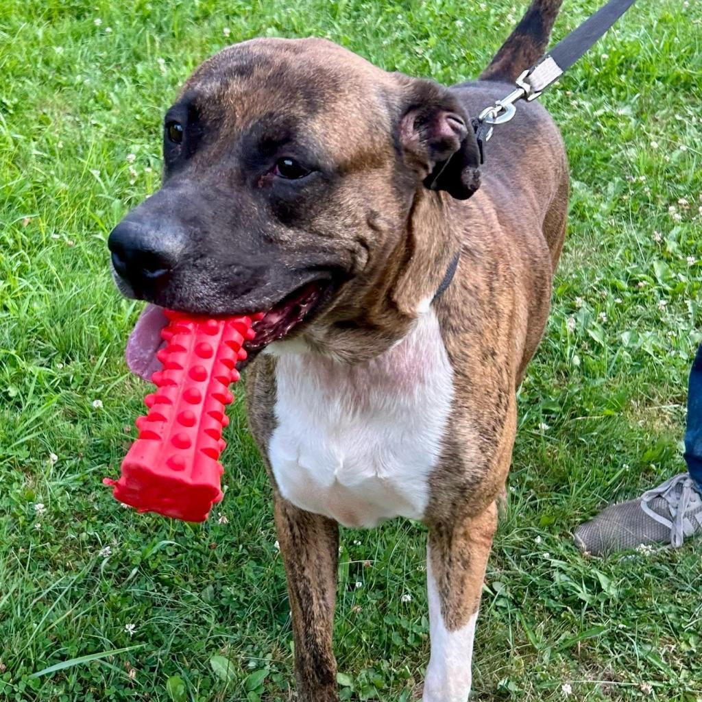 Enlarge Conner, a Adoptable American Bulldog in Kittanning, PA image 2/4