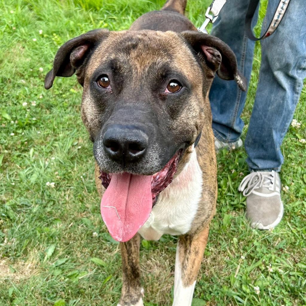 Enlarge Conner, a Adoptable American Bulldog in Kittanning, PA image 4/4