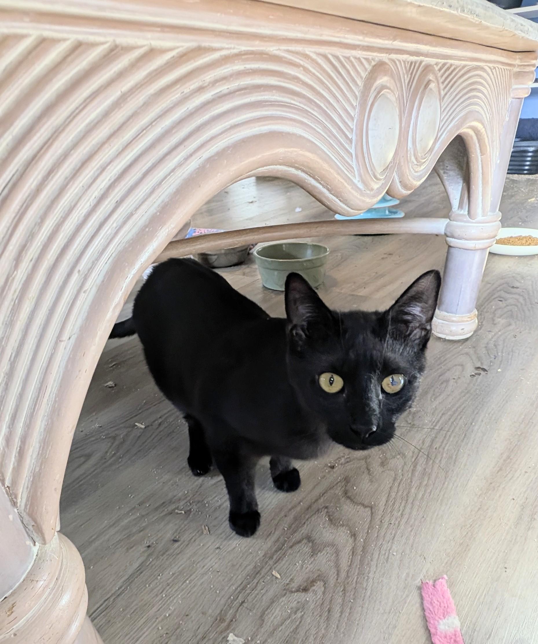 Enlarge Tennyson, a Adoptable Domestic Short Hair in Jacksonville, FL image 1/1