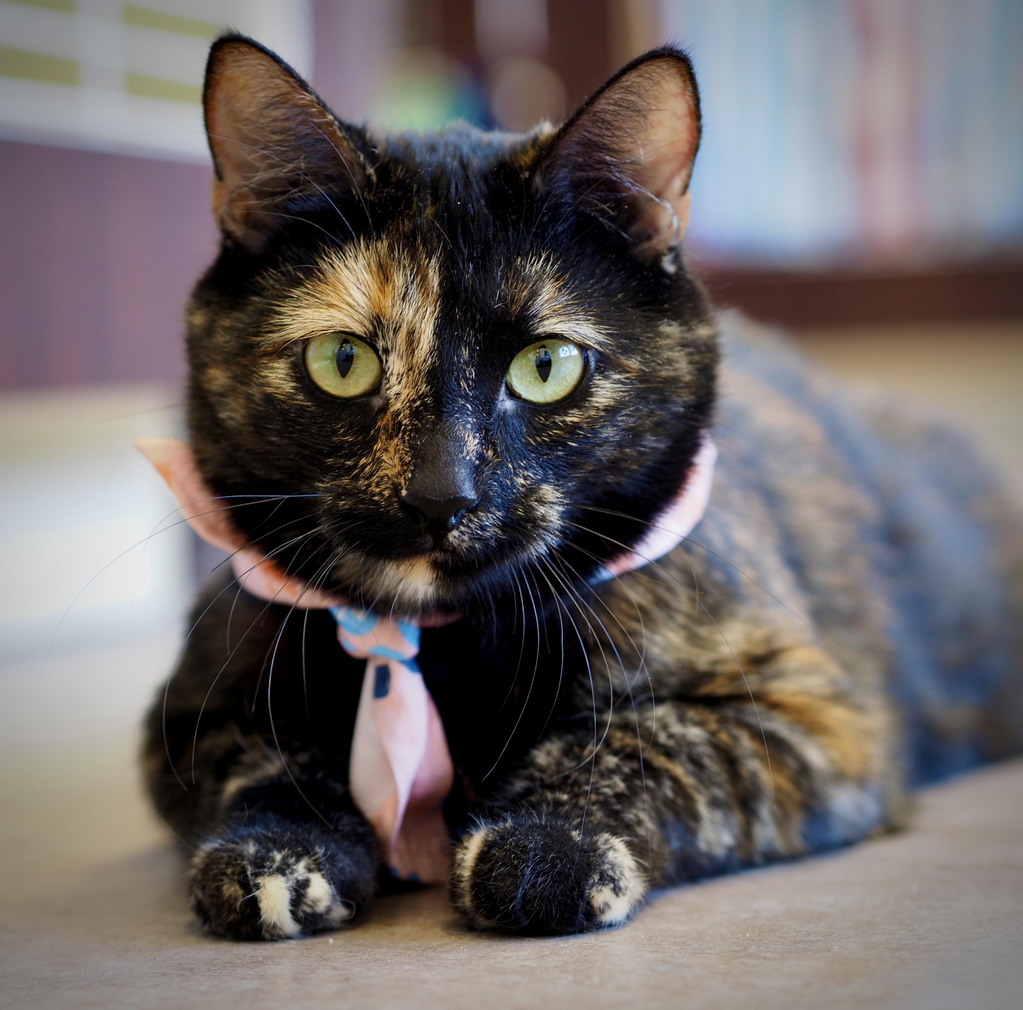 Latte, adopted, Adult Female Domestic Short Hair.