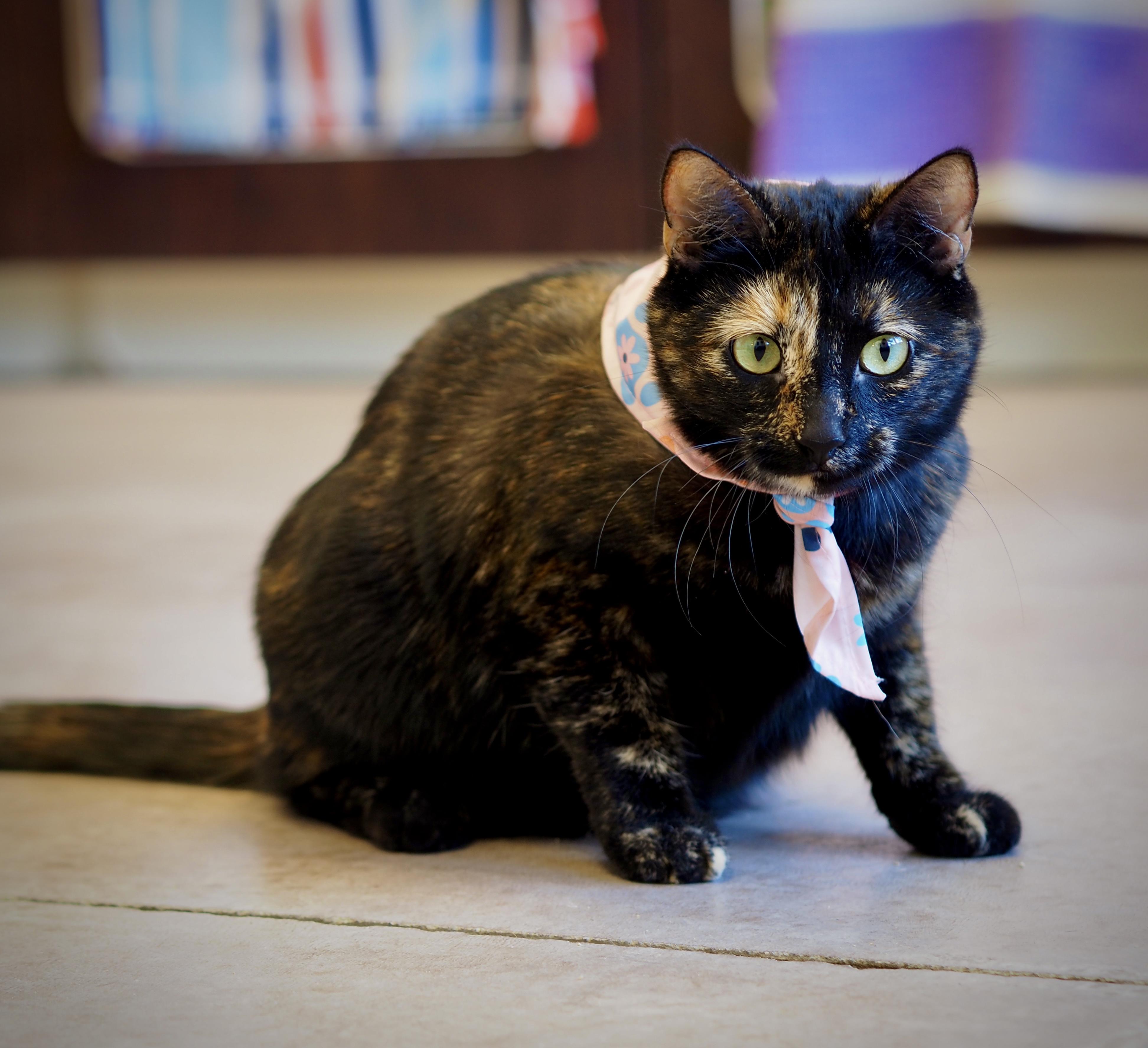 Latte, an adopted Domestic Short Hair in Buena Vista, CO image 2/3