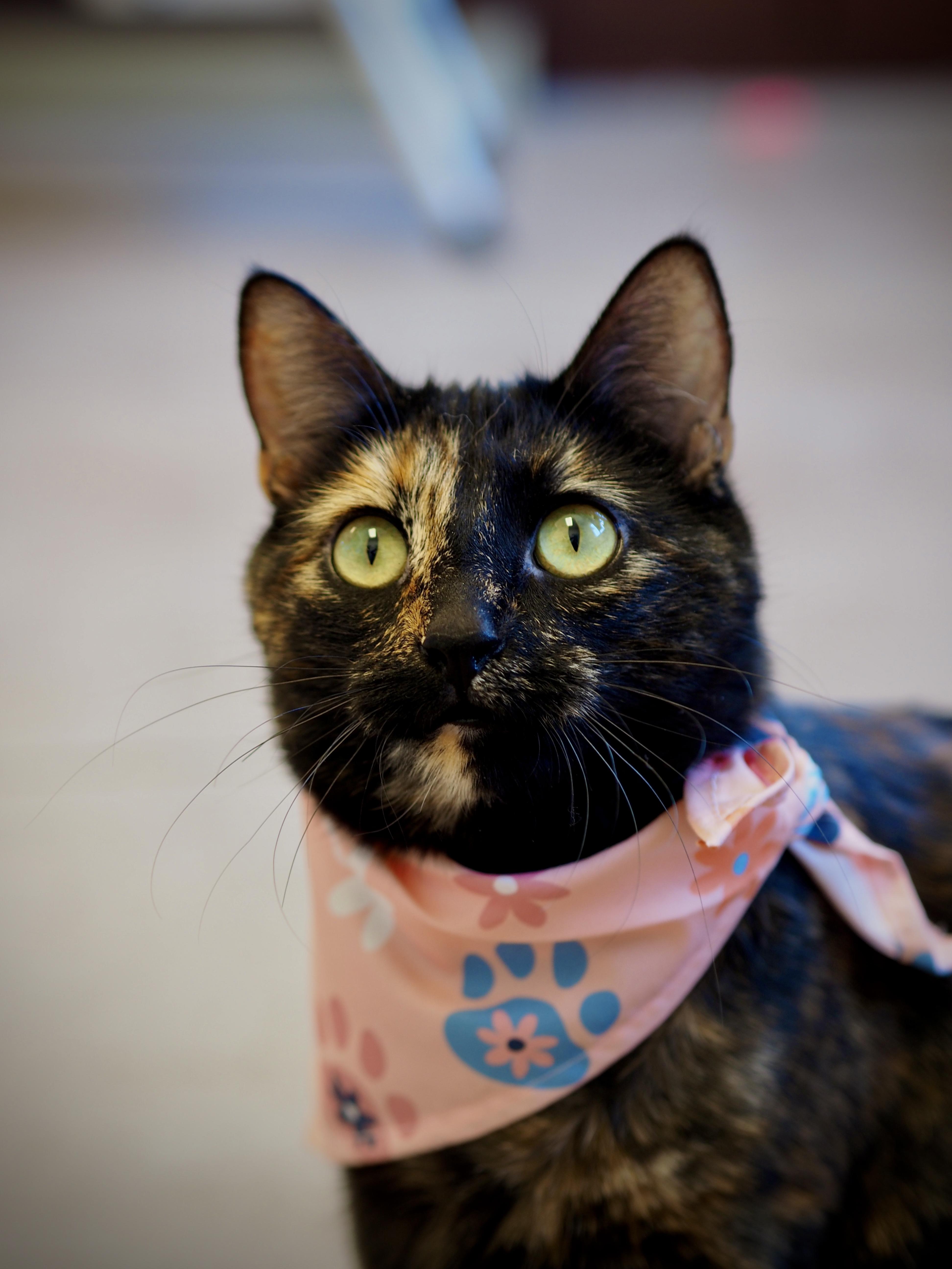 Latte, an adopted Domestic Short Hair in Buena Vista, CO image 3/3