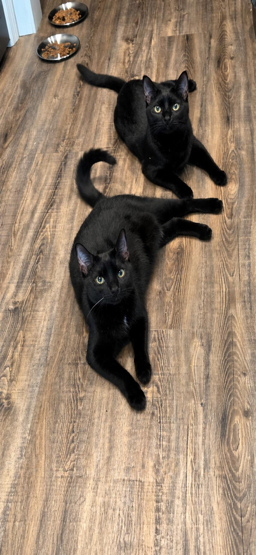 Enlarge Chloe and Lucy , a Adoptable Domestic Short Hair in warrenville, SC image 2/6