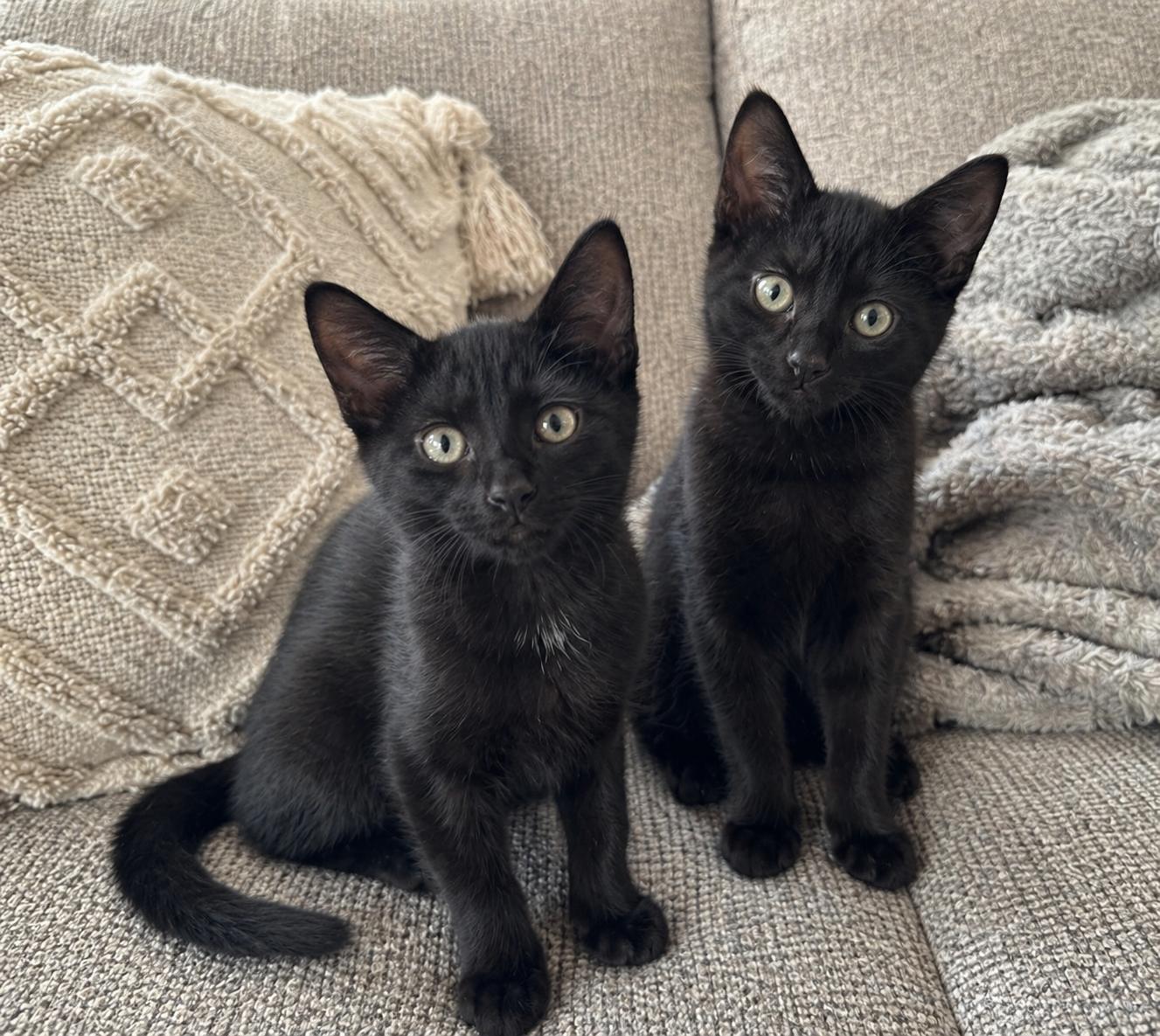 Enlarge Chloe and Lucy , a Adoptable Domestic Short Hair in warrenville, SC image 6/6