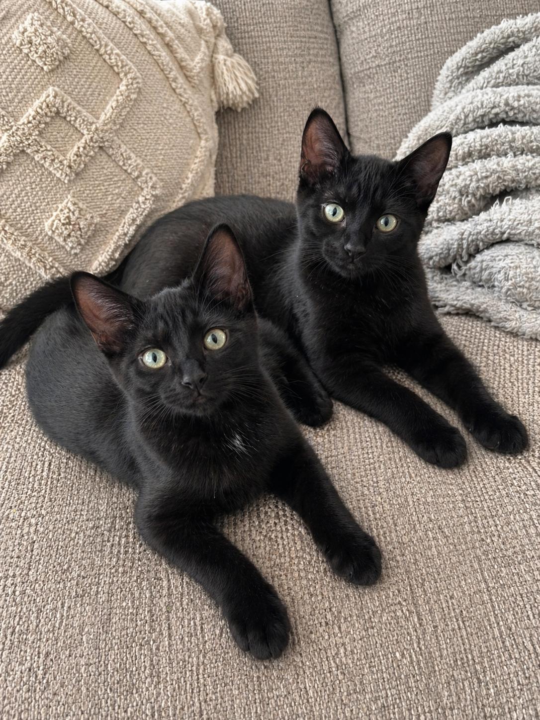 Enlarge Chloe and Lucy , a Adoptable Domestic Short Hair in warrenville, SC image 4/6