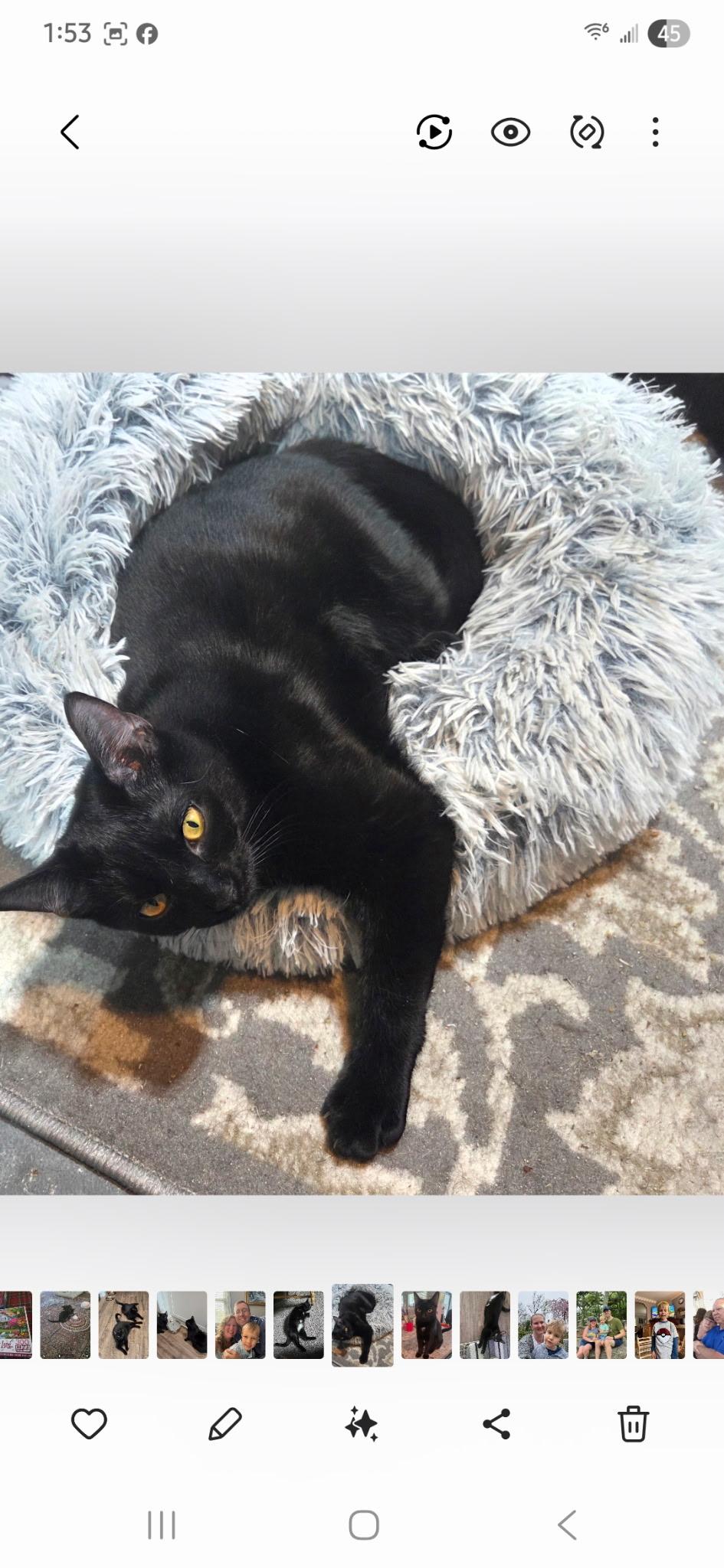 Enlarge Chloe and Lucy , a Adoptable Domestic Short Hair in warrenville, SC image 5/6