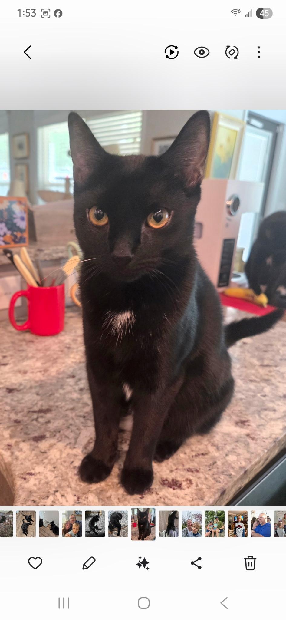 Chloe and Lucy , Adoptable, Young Female Domestic Short Hair.