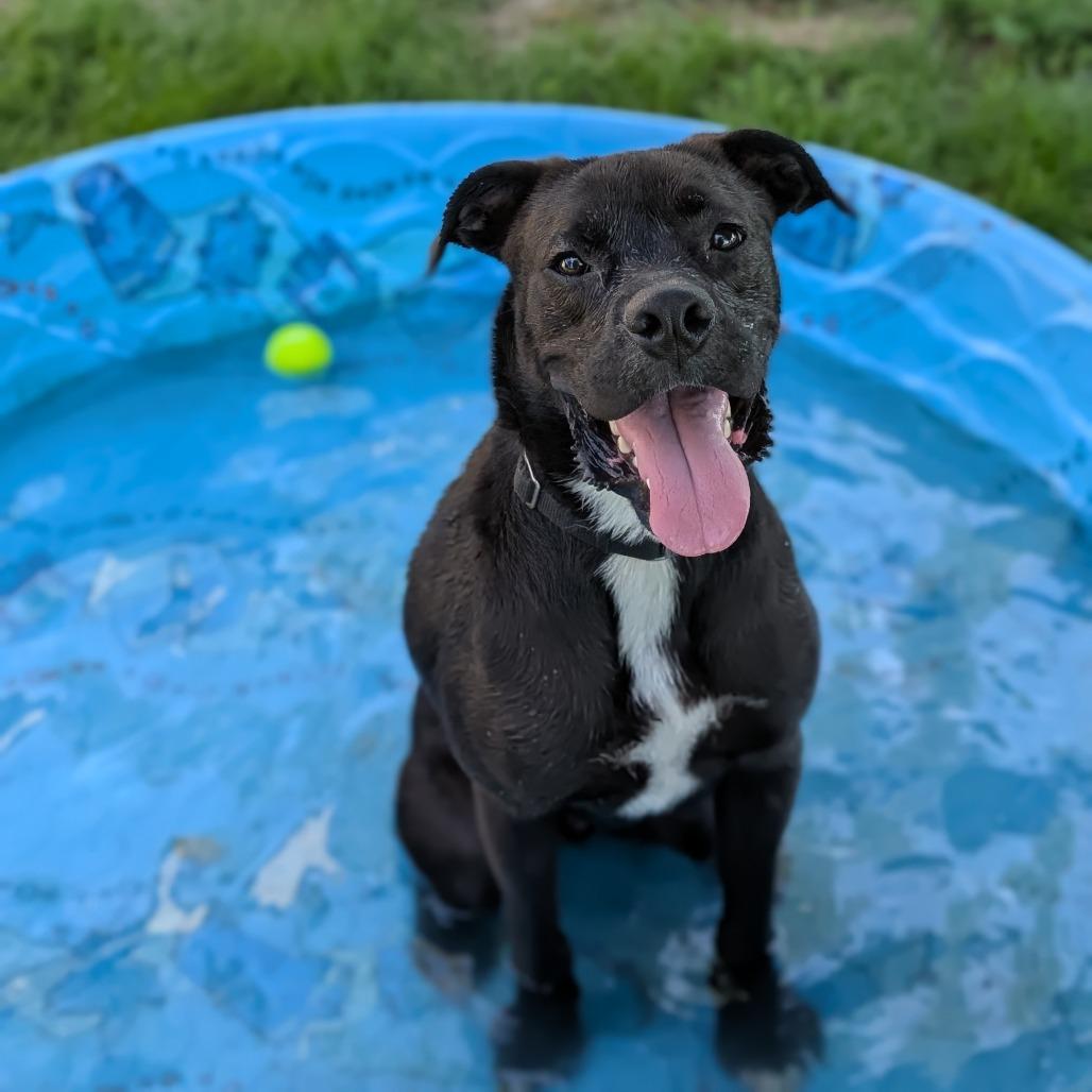 Enlarge Badger, a Adoptable mixed breed in Milford, IA image 2/6