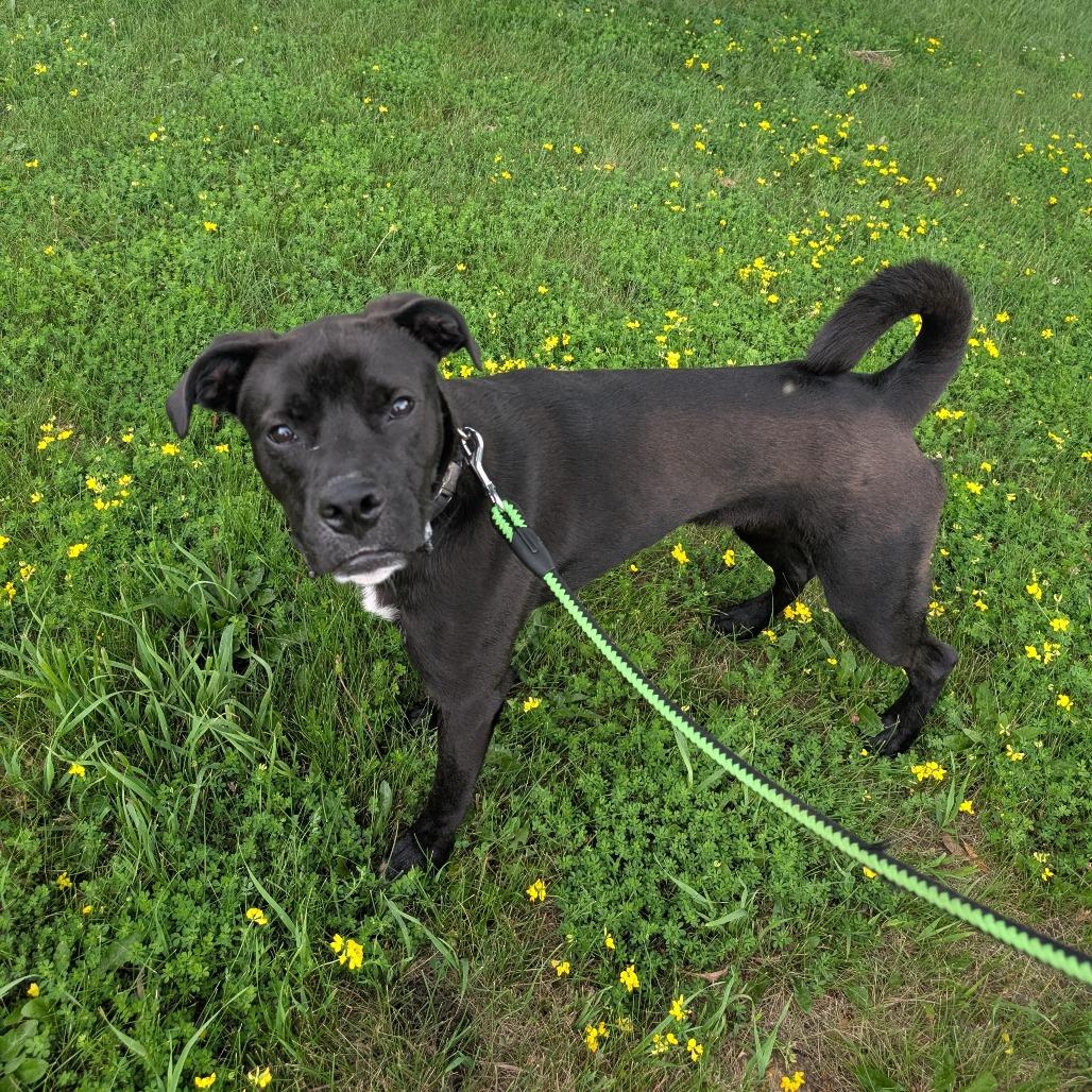 Enlarge Badger, a Adoptable mixed breed in Milford, IA image 2/6
