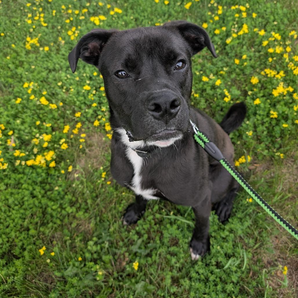 Enlarge Badger, a Adoptable mixed breed in Milford, IA image 3/6