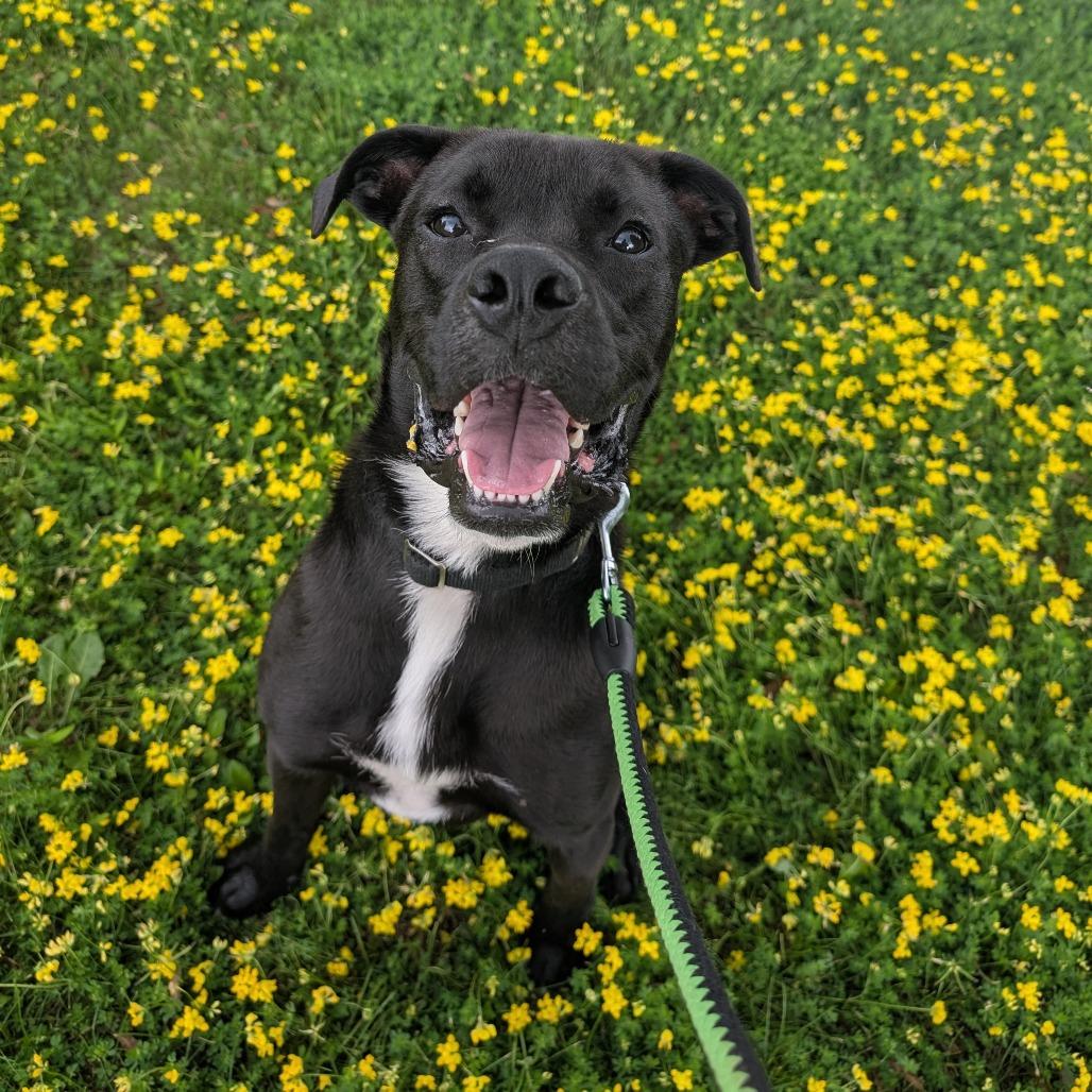 Enlarge Badger, a Adoptable mixed breed in Milford, IA image 4/6