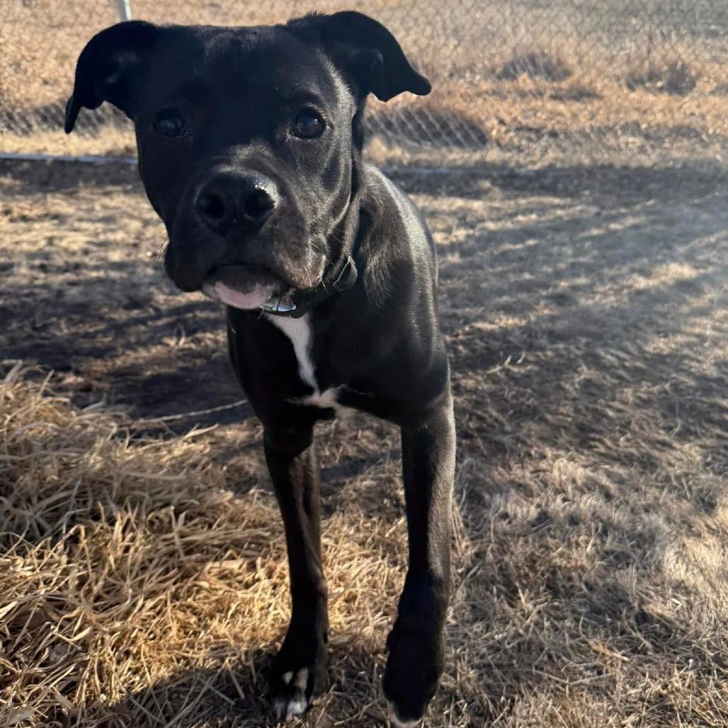 Enlarge Badger, a Adoptable mixed breed in Milford, IA image 5/6
