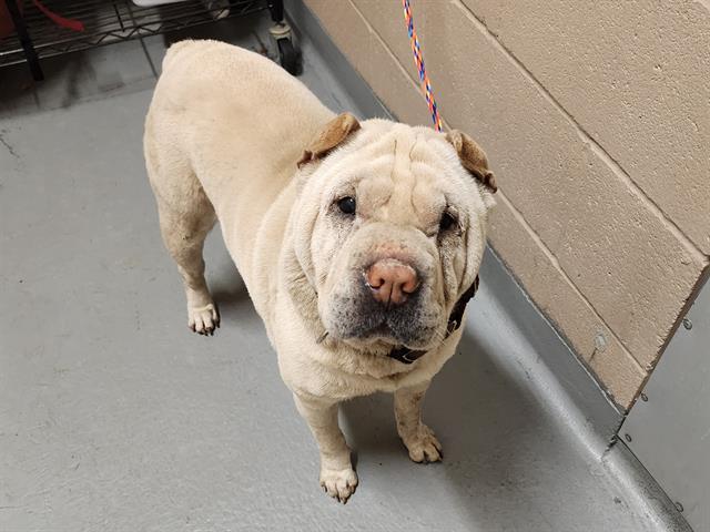 Enlarge Daisy Koko, a ADOPTABLE Shar-Pei in Kirkland, WA image 5/5