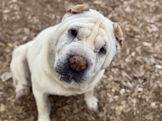 Daisy Koko, ADOPTABLE, Adult Female Shar-Pei.