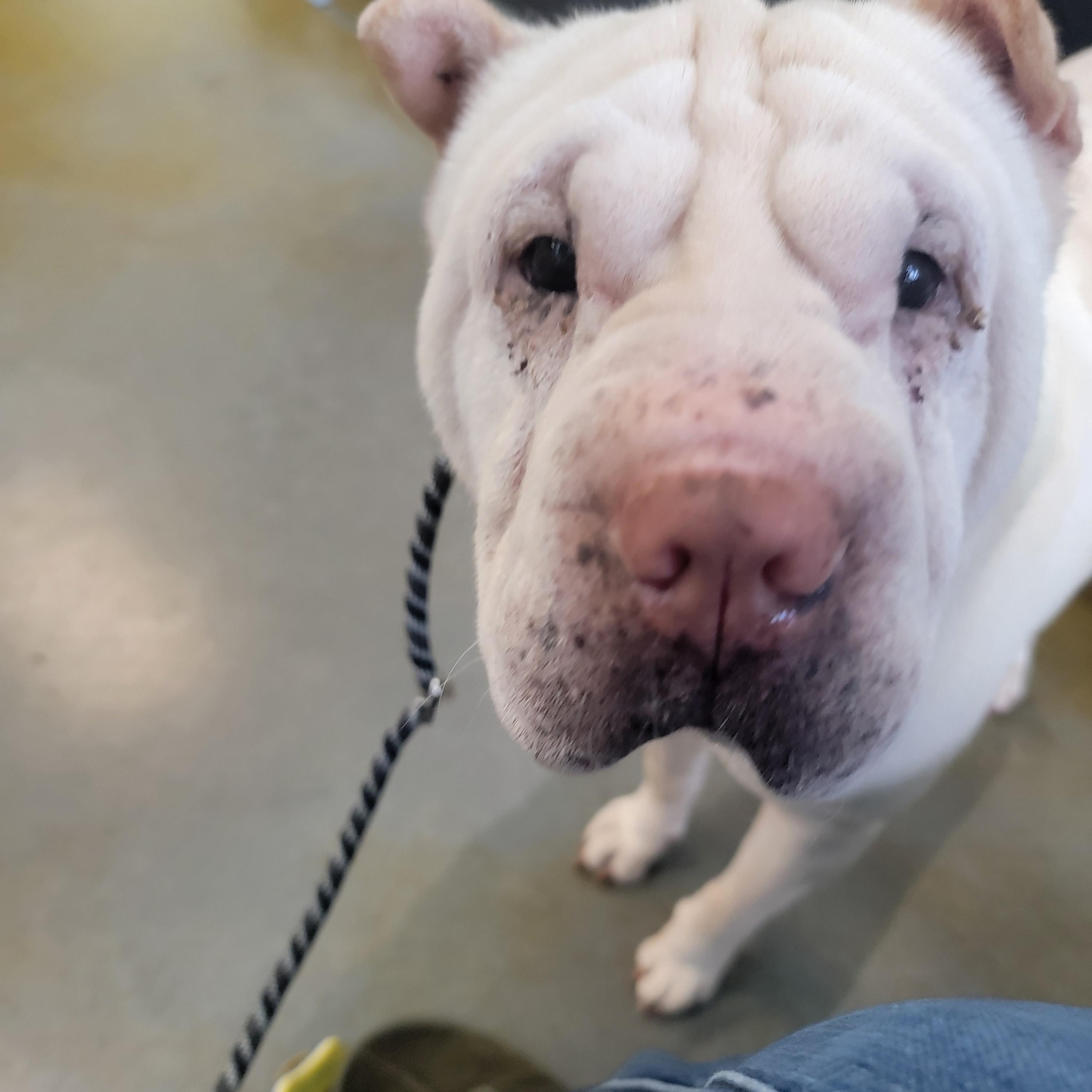 Enlarge Daisy Koko, a ADOPTABLE Shar-Pei in Kirkland, WA image 2/5