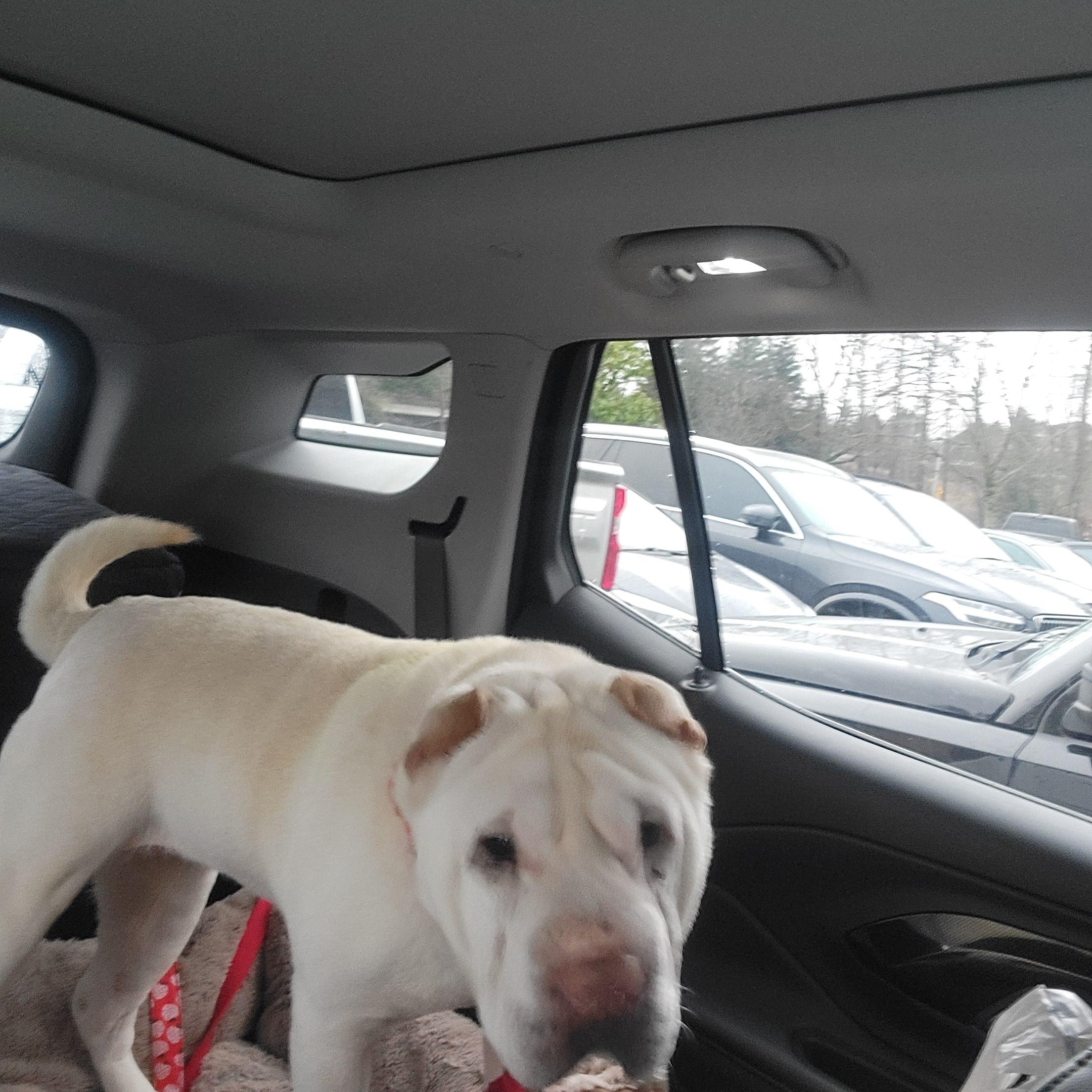 Enlarge Daisy Koko, a ADOPTABLE Shar-Pei in Kirkland, WA image 4/5