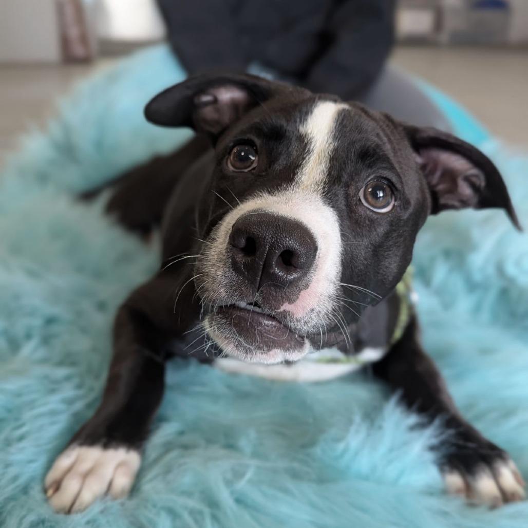 Enlarge Russel, a Adoptable mixed breed in Ocala, FL image 2/5