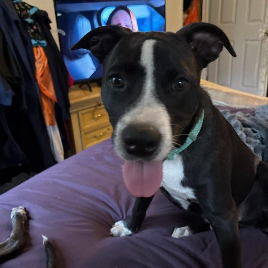 Enlarge Russel, a Adoptable mixed breed in Ocala, FL image 3/5