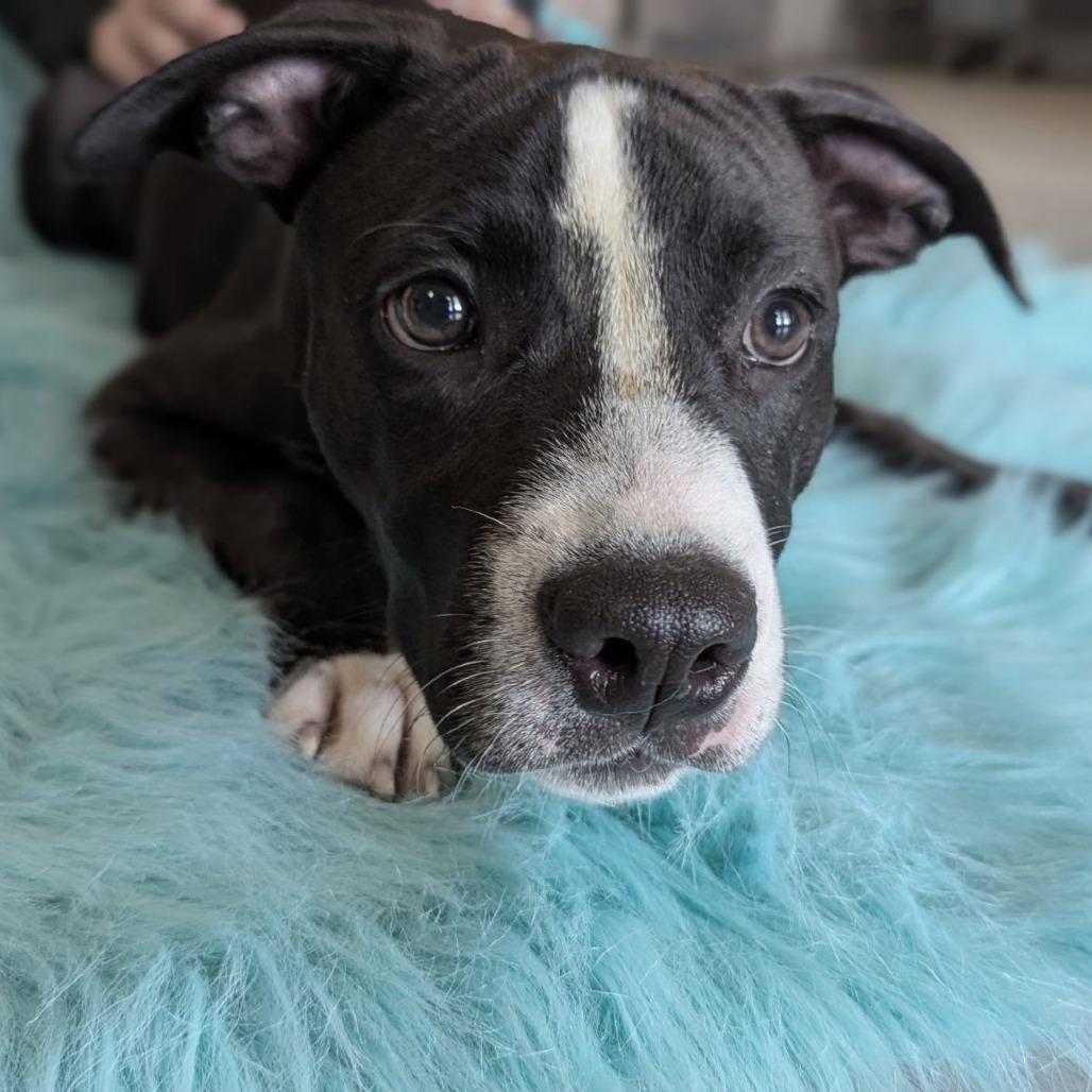 Enlarge Russel, a Adoptable mixed breed in Ocala, FL image 4/5