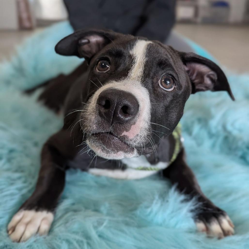 Enlarge Russel, a Adoptable mixed breed in Ocala, FL image 5/5