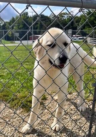 Enlarge Haas, a Adoptable Great Pyrenees in Georgetown, OH image 1/1