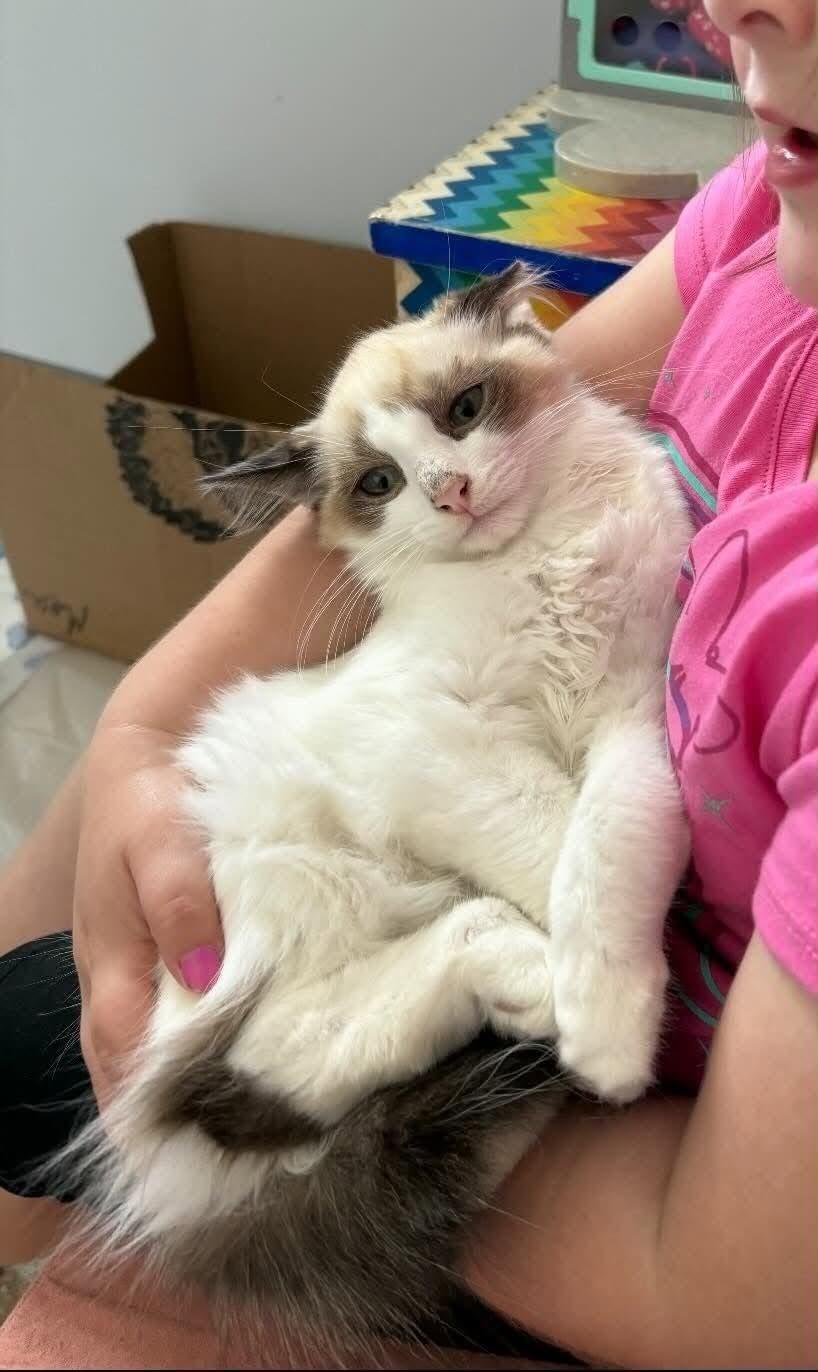 Enlarge Gemma and Sawyer, an adopted Ragdoll in Woodmere, NY image 3/3