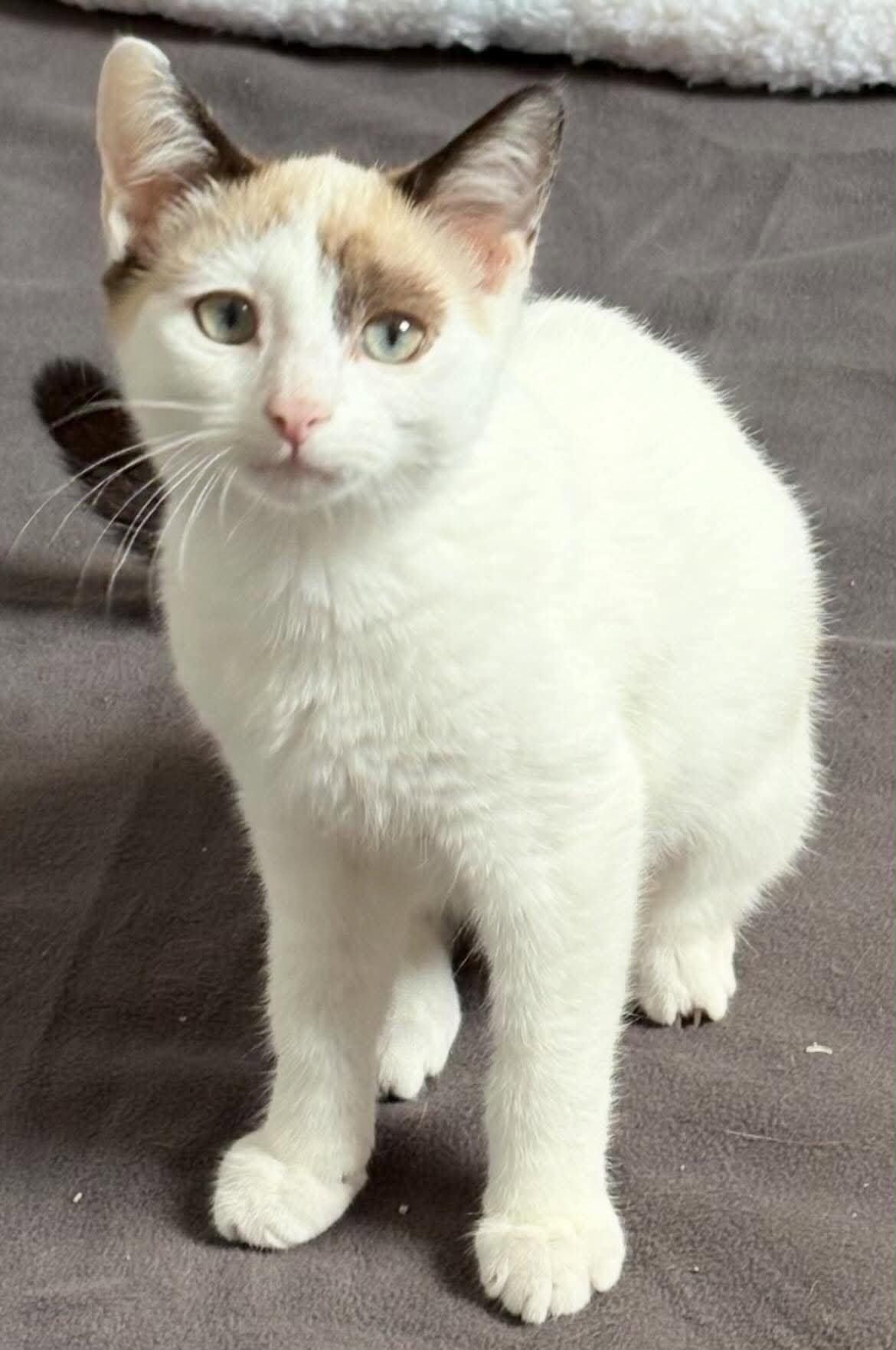 Enlarge Gemma and Sawyer, an adopted Ragdoll in Woodmere, NY image 2/3