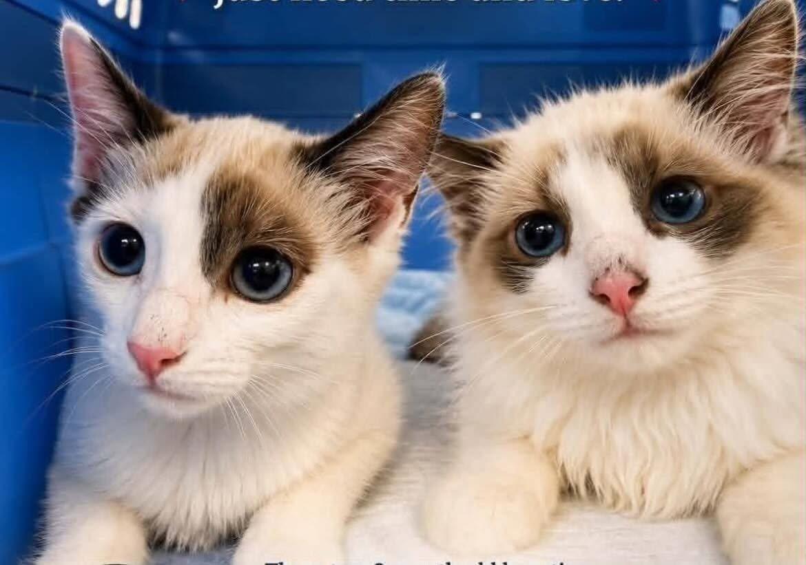 Gemma and Sawyer, adopted, Young Female Ragdoll.