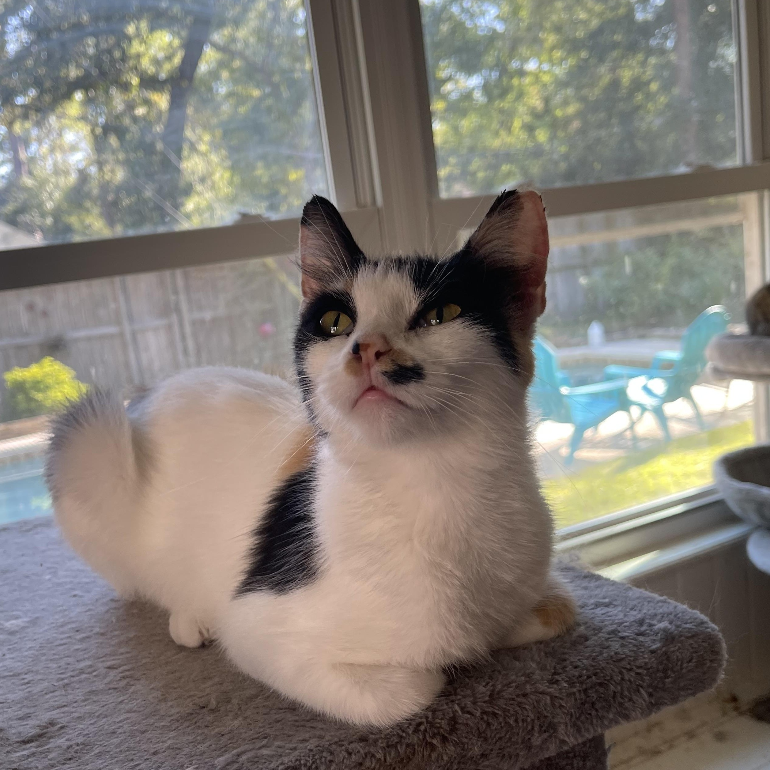 Julia-Riley Fuzzel Petsmart, an adopted Calico in Spring, TX image 4/5