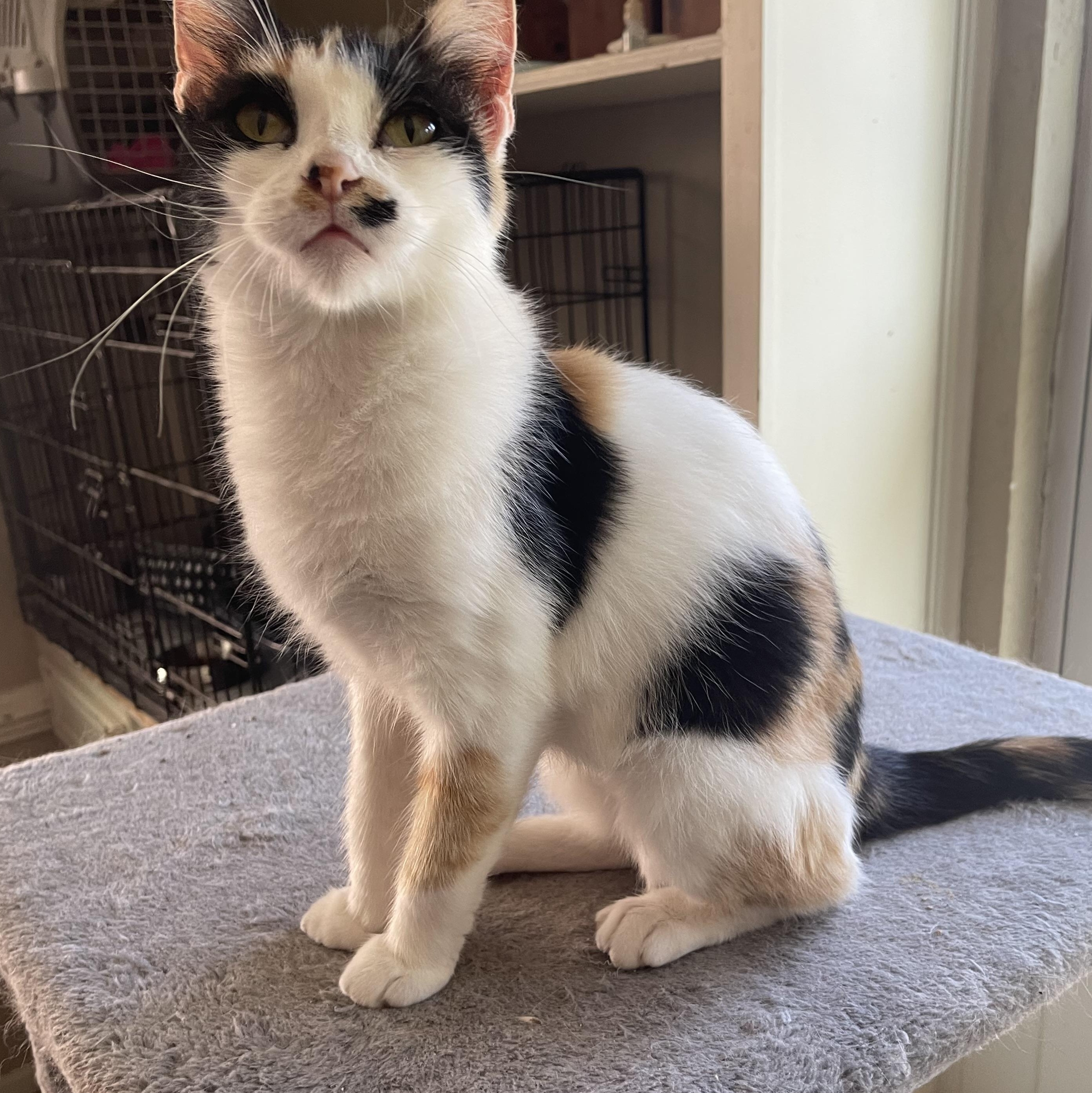 Julia-Riley Fuzzel Petsmart