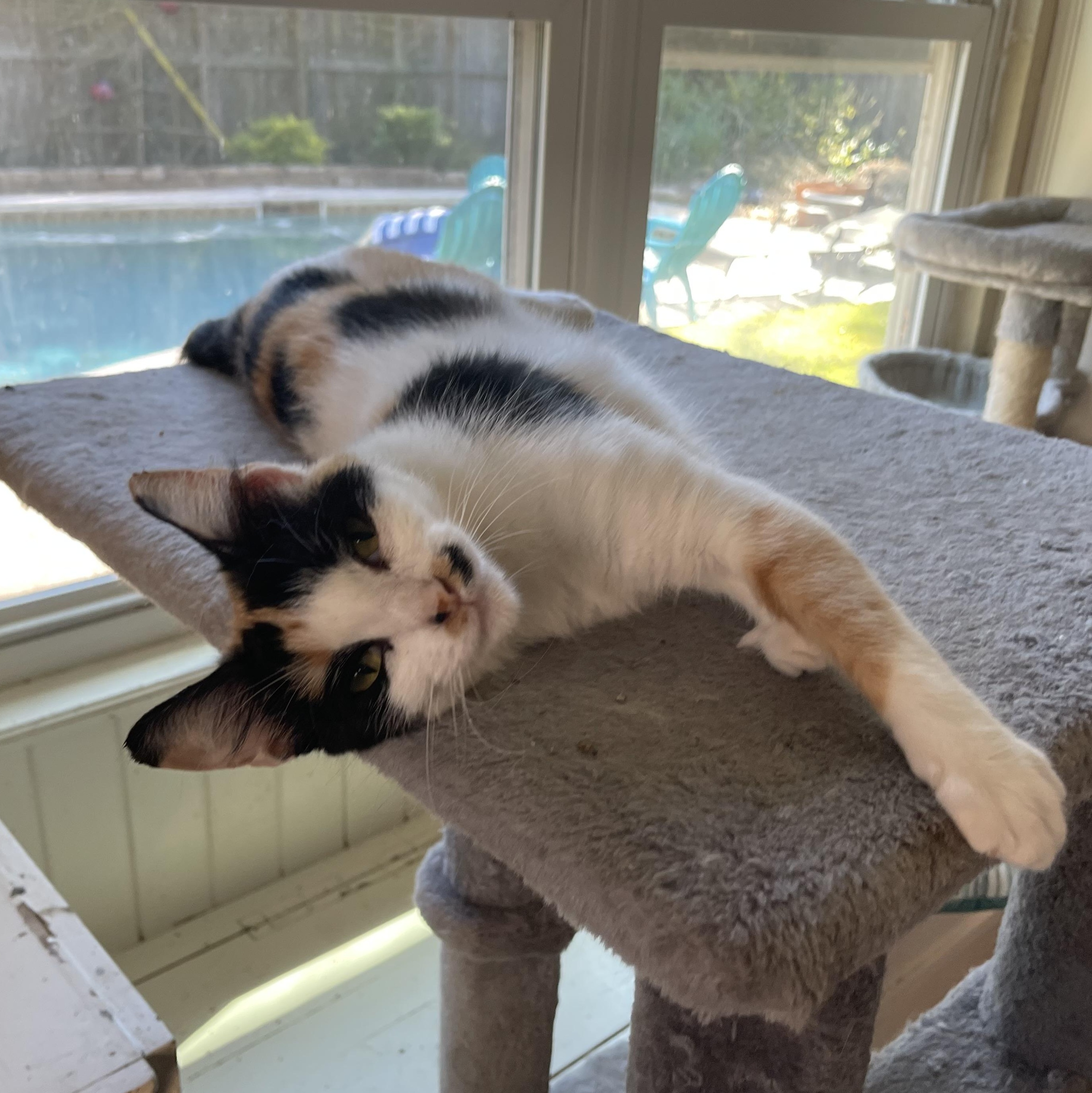 Julia-Riley Fuzzel Petsmart, an adopted Calico in Spring, TX image 2/5