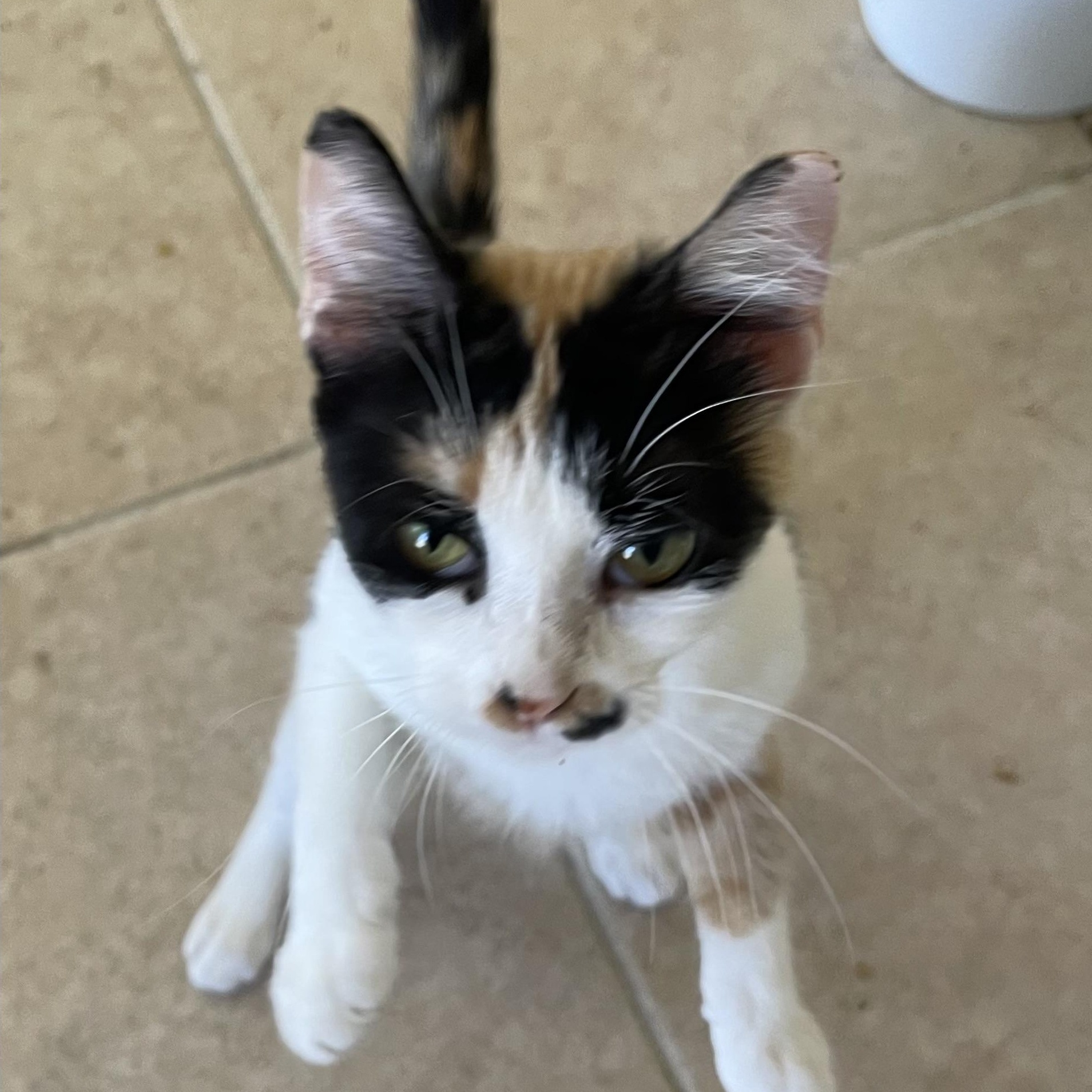Julia-Riley Fuzzel Petsmart, an adopted Calico in Spring, TX image 5/5