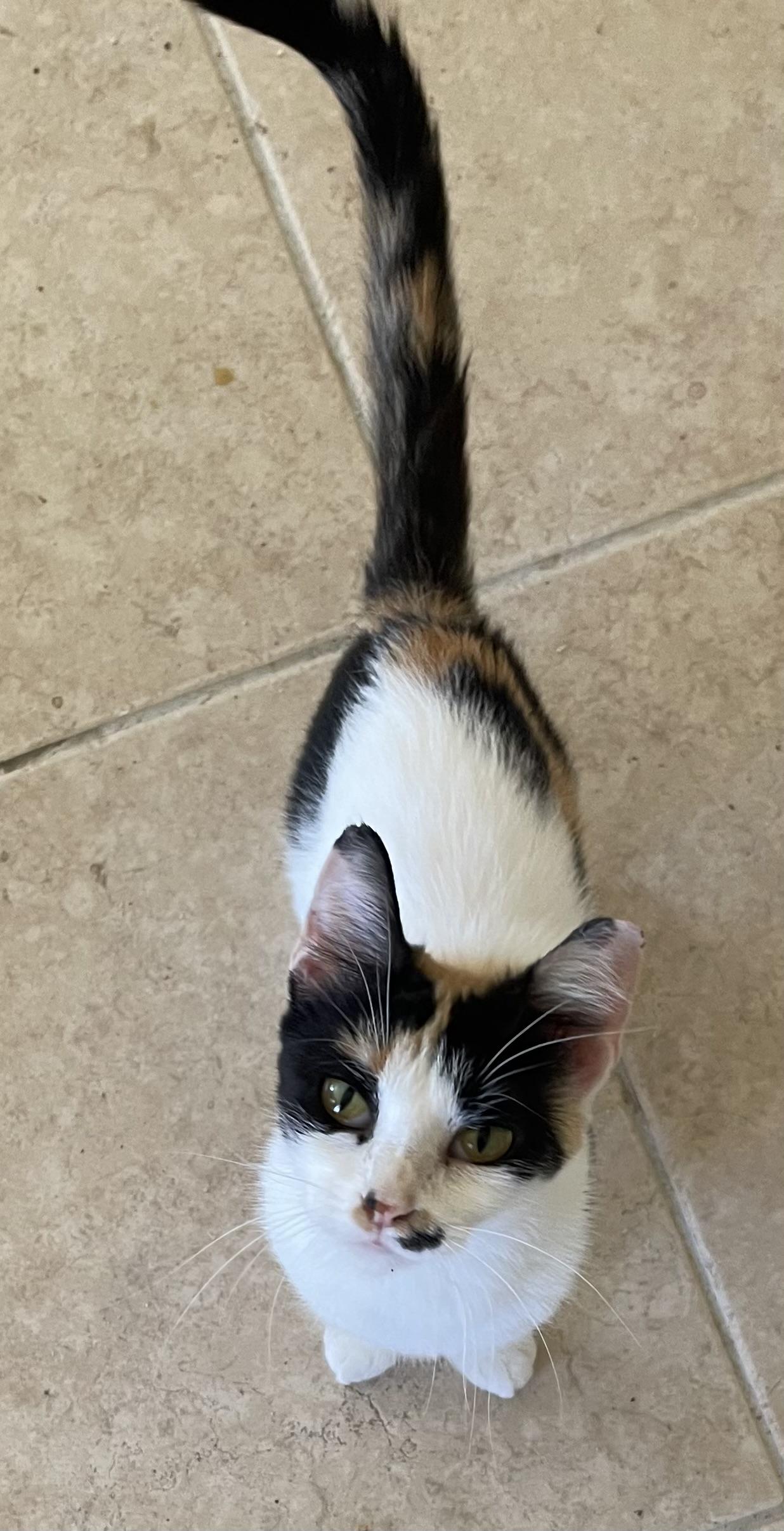 Julia-Riley Fuzzel Petsmart, an adopted Calico in Spring, TX image 1/5