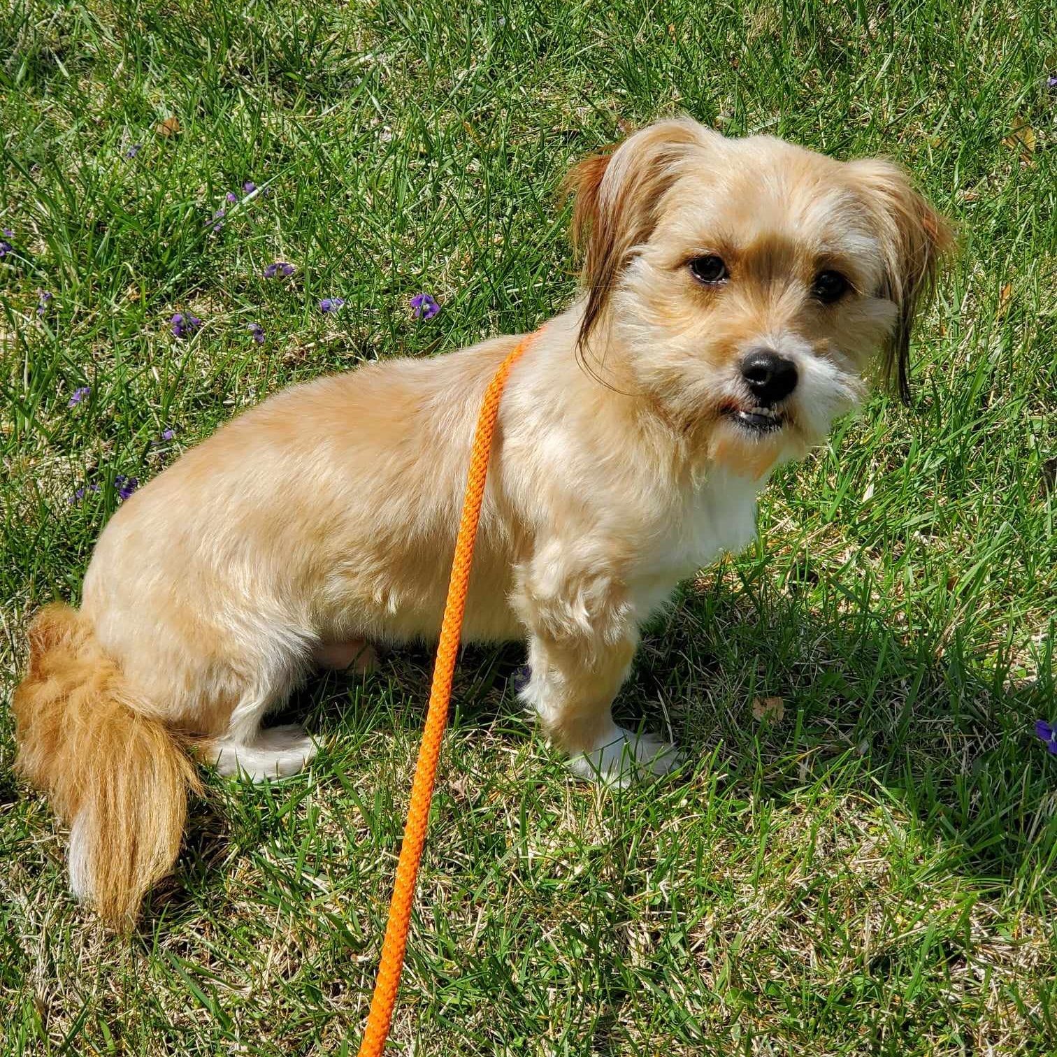 Corbin And London Animal Shelter Animal Shelters in Corbin And London KY