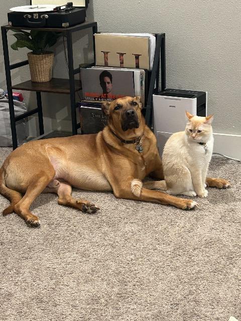 Kosi, Adoptable, Adult Male Rhodesian Ridgeback.