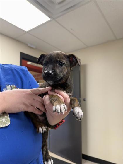 Goomba, Adoptable, Puppy Female Mixed Breed & Mixed Breed.