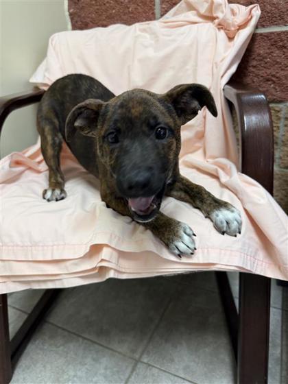 Enlarge Goomba, a Adoptable mixed breed in Hutchinson, KS image 1/3